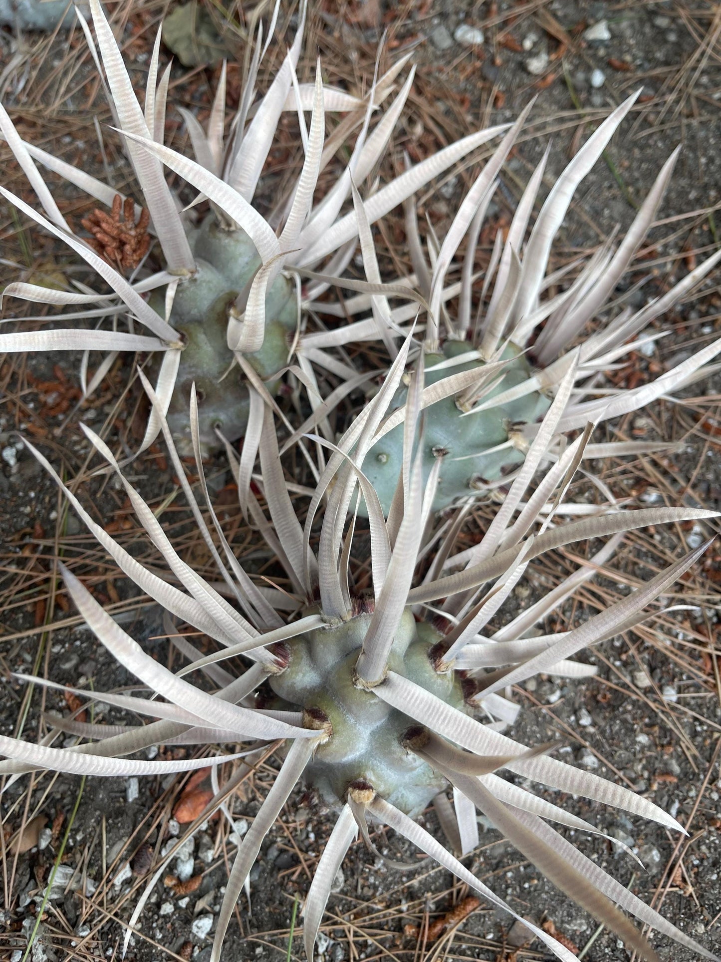 5” Tephrocactus articulatus | Paper Spine Cactus | Live Cactus