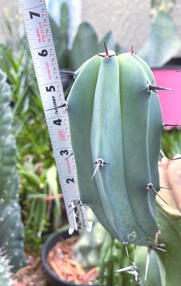 Blue Myrtle Blue Cactus with arms | Blue Candle | Live Cactus