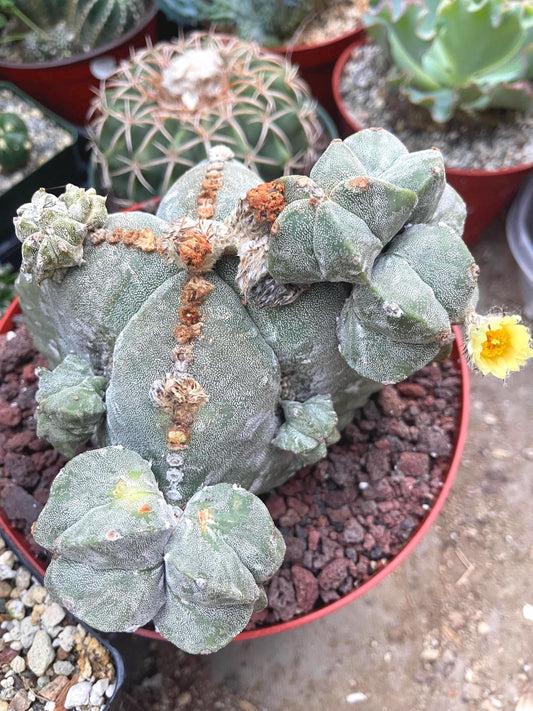 Large Astrophytum with pups | Rare Cactus | Live Plant