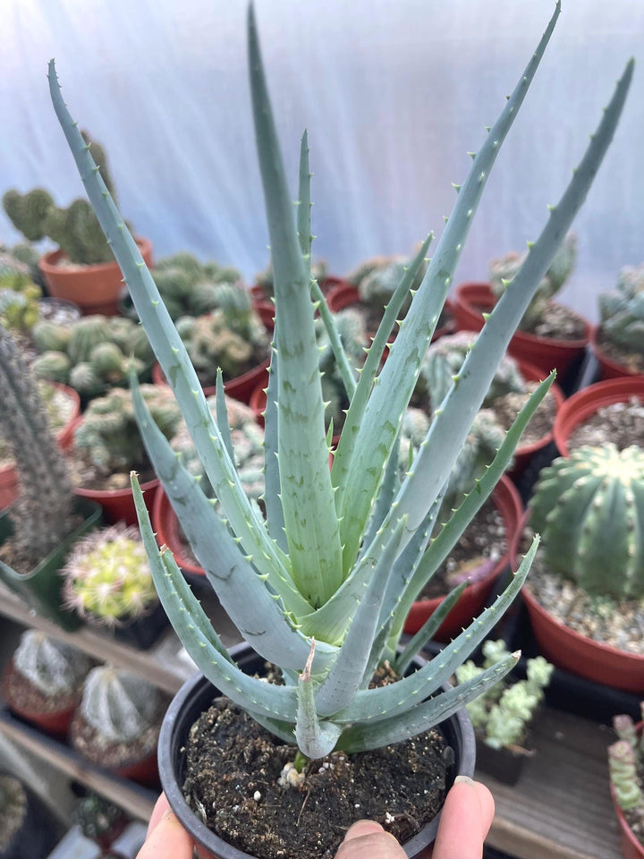 Aloe Blue Elf | Live Plant | Live Aloe