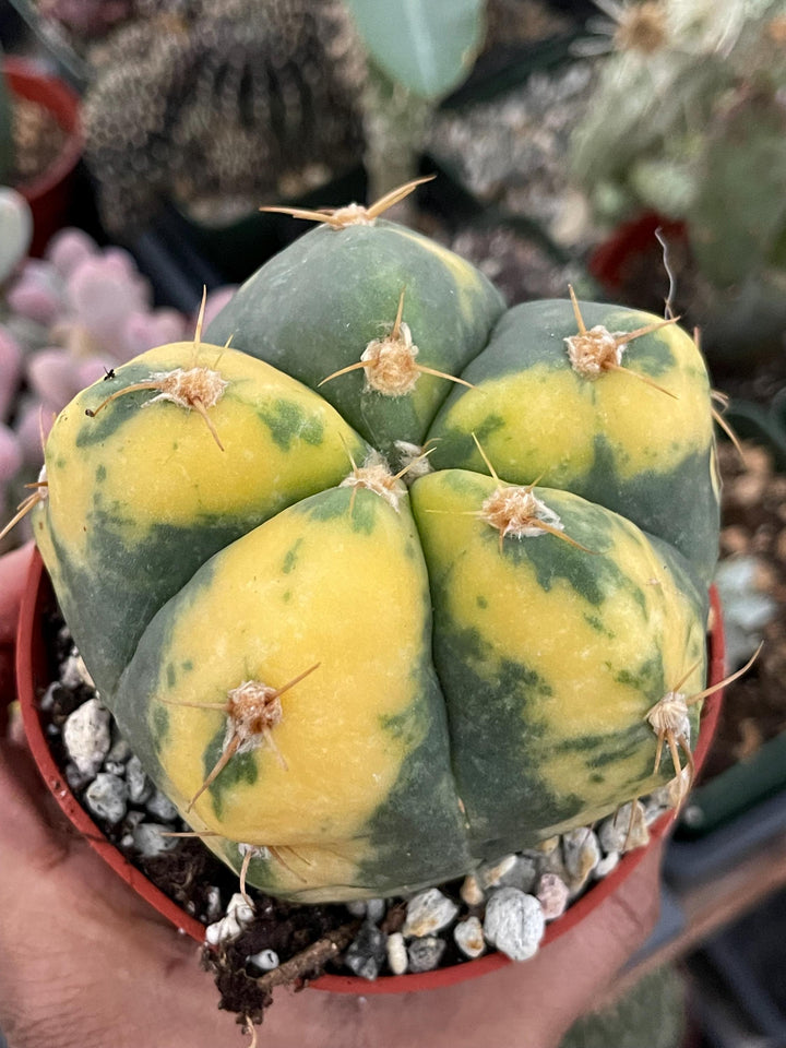 Variegated Gymnocalycium Buenekeri | Rare Cactus | Live Plant