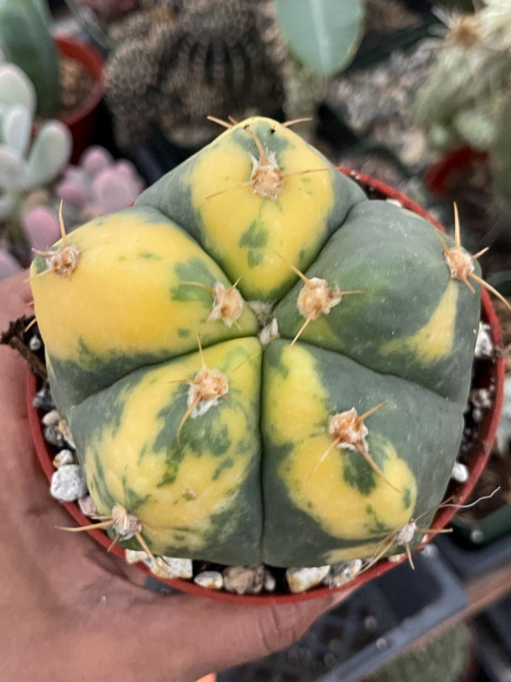 Variegated Gymnocalycium Buenekeri | Rare Cactus | Live Plant