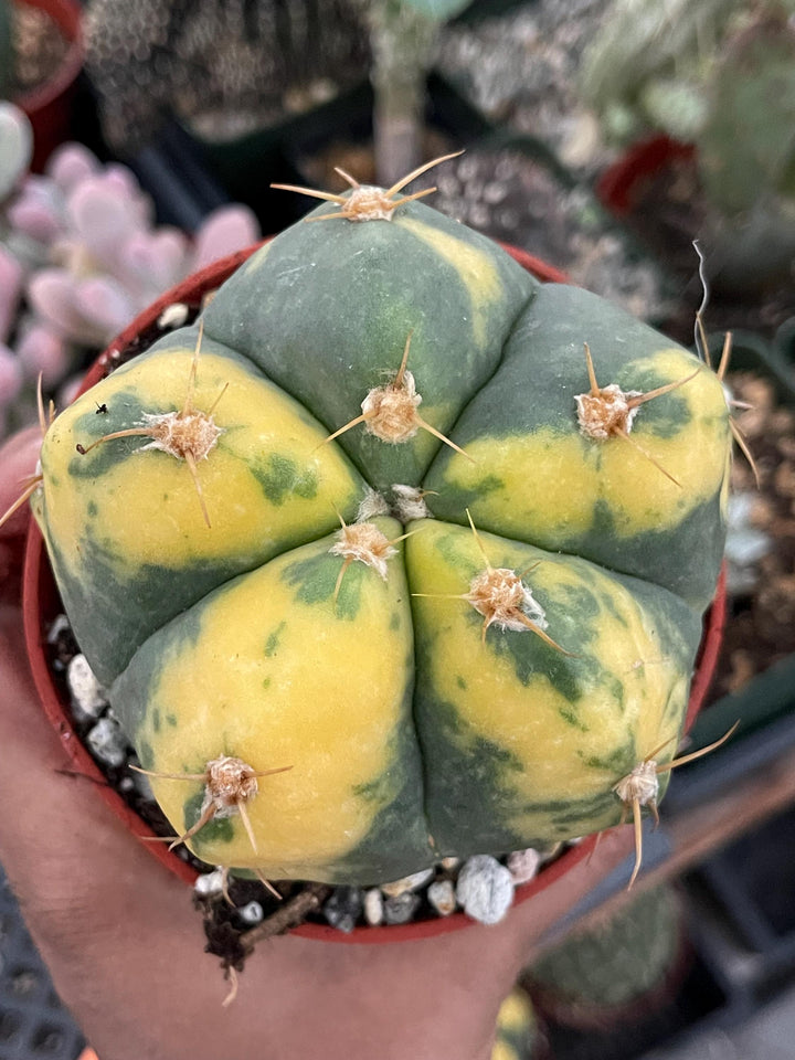 Variegated Gymnocalycium Buenekeri | Rare Cactus | Live Plant