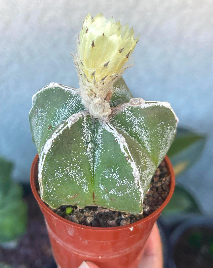 5 White Ribs Astrophytum | Live Cactus | Rare Cactus