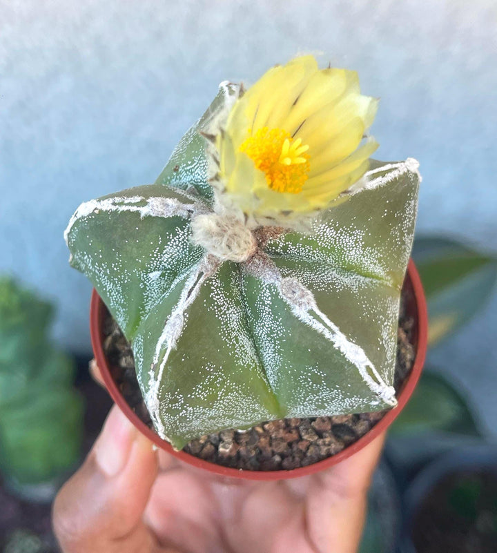 5 White Ribs Astrophytum | Live Cactus | Rare Cactus