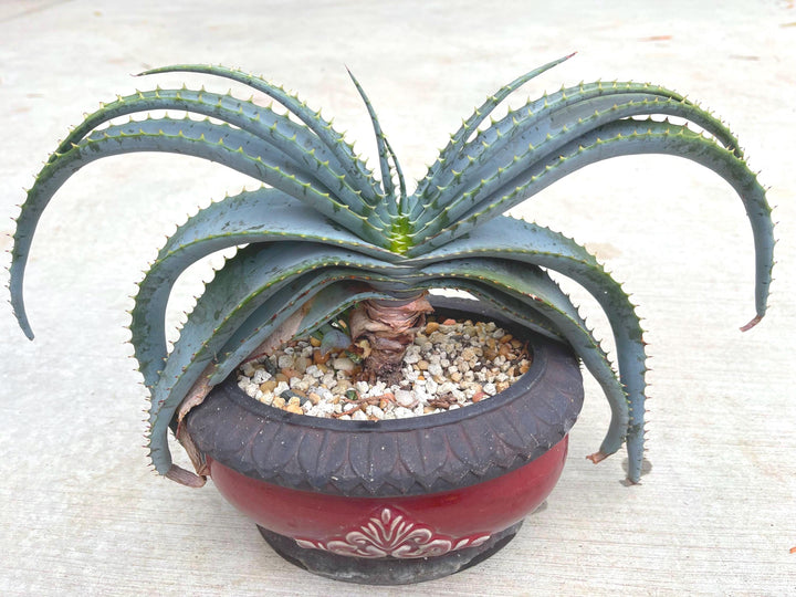 Large Aloe Suprafoliata w/ pup | Mustache Aloe | Live Plant | Live Succulent