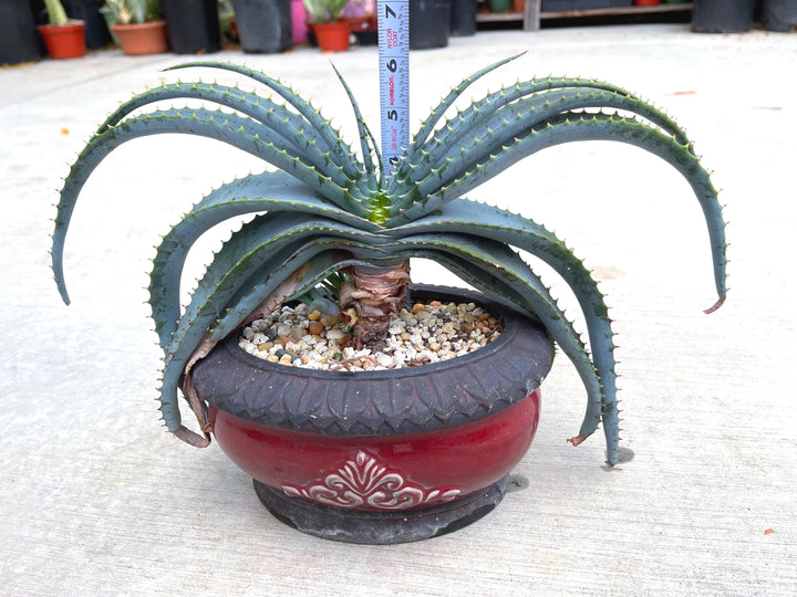 Large Aloe Suprafoliata w/ pup | Mustache Aloe | Live Plant | Live Succulent