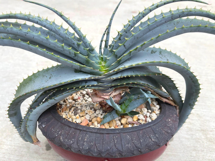 Large Aloe Suprafoliata w/ pup | Mustache Aloe | Live Plant | Live Succulent