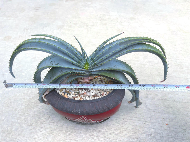 Large Aloe Suprafoliata w/ pup | Mustache Aloe | Live Plant | Live Succulent