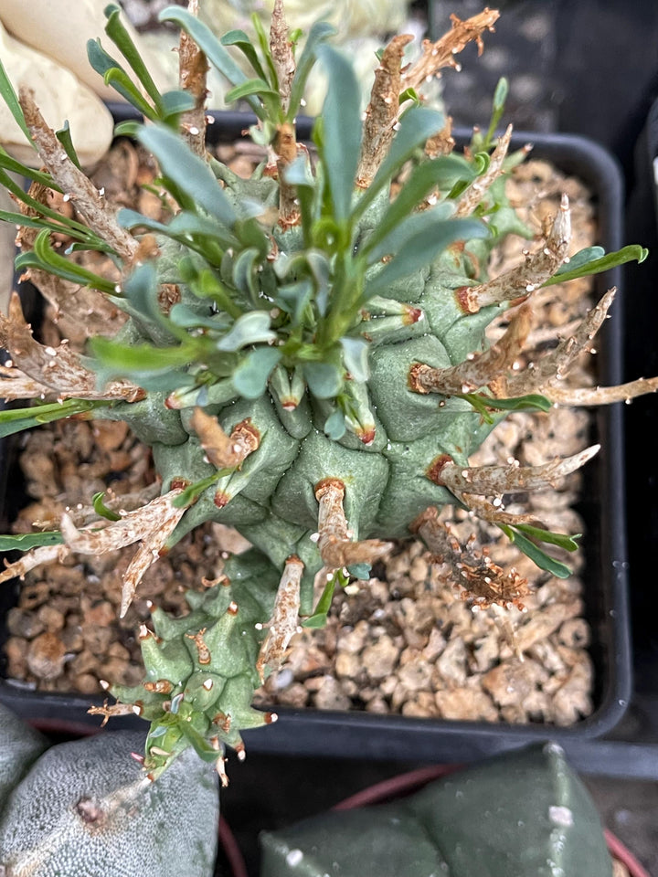 Euphorbia Schoenlandii | Rare Cactus | Live Plant