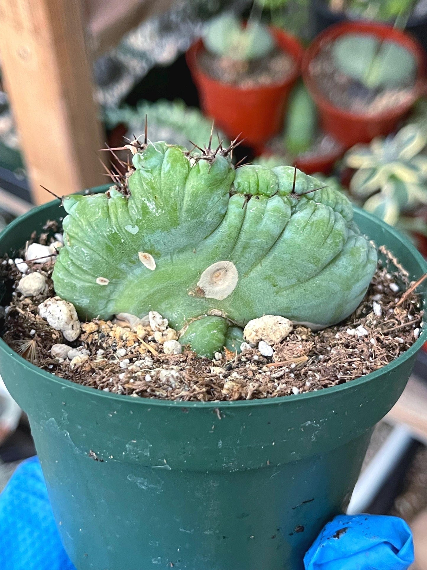 Graft Cactus | Live Plant | Rare Plant | Rare Cactus