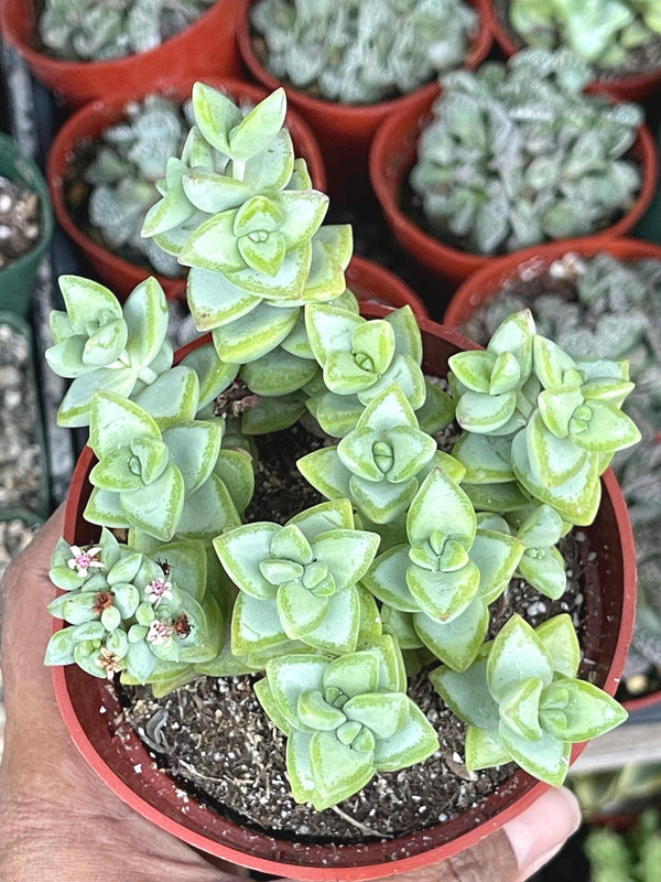 Crassula Rupestris ‘Rosary vine’ | Live Plant | Live Succulent