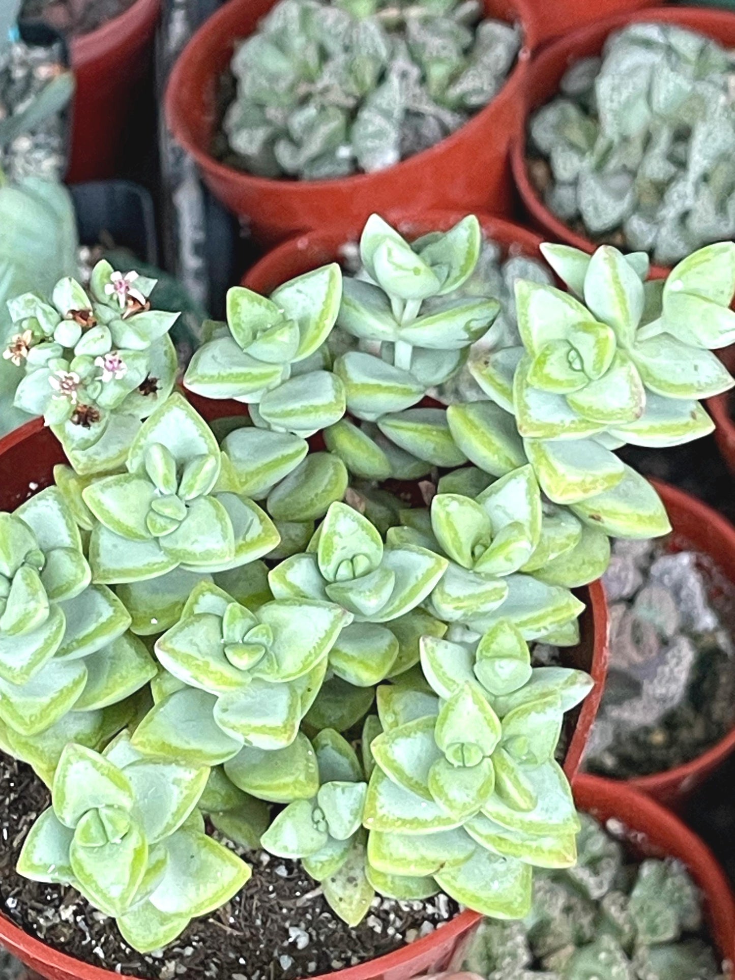 Crassula Rupestris ‘Rosary vine’ | Live Plant | Live Succulent