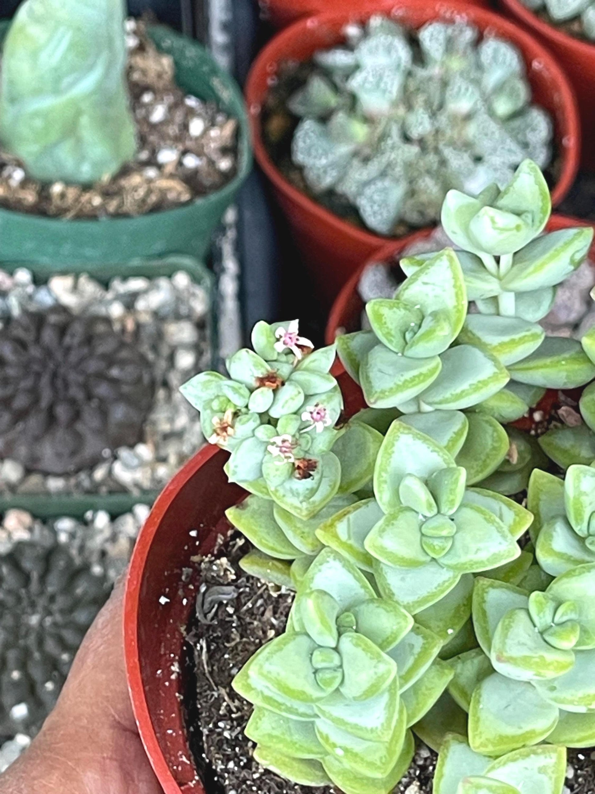 Crassula Rupestris ‘Rosary vine’ | Live Plant | Live Succulent