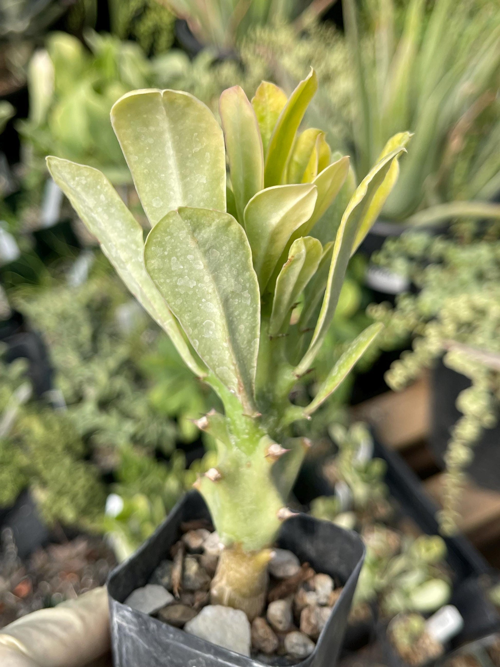 Euphorbia Royleana | Live Euphorbia | Rare plant