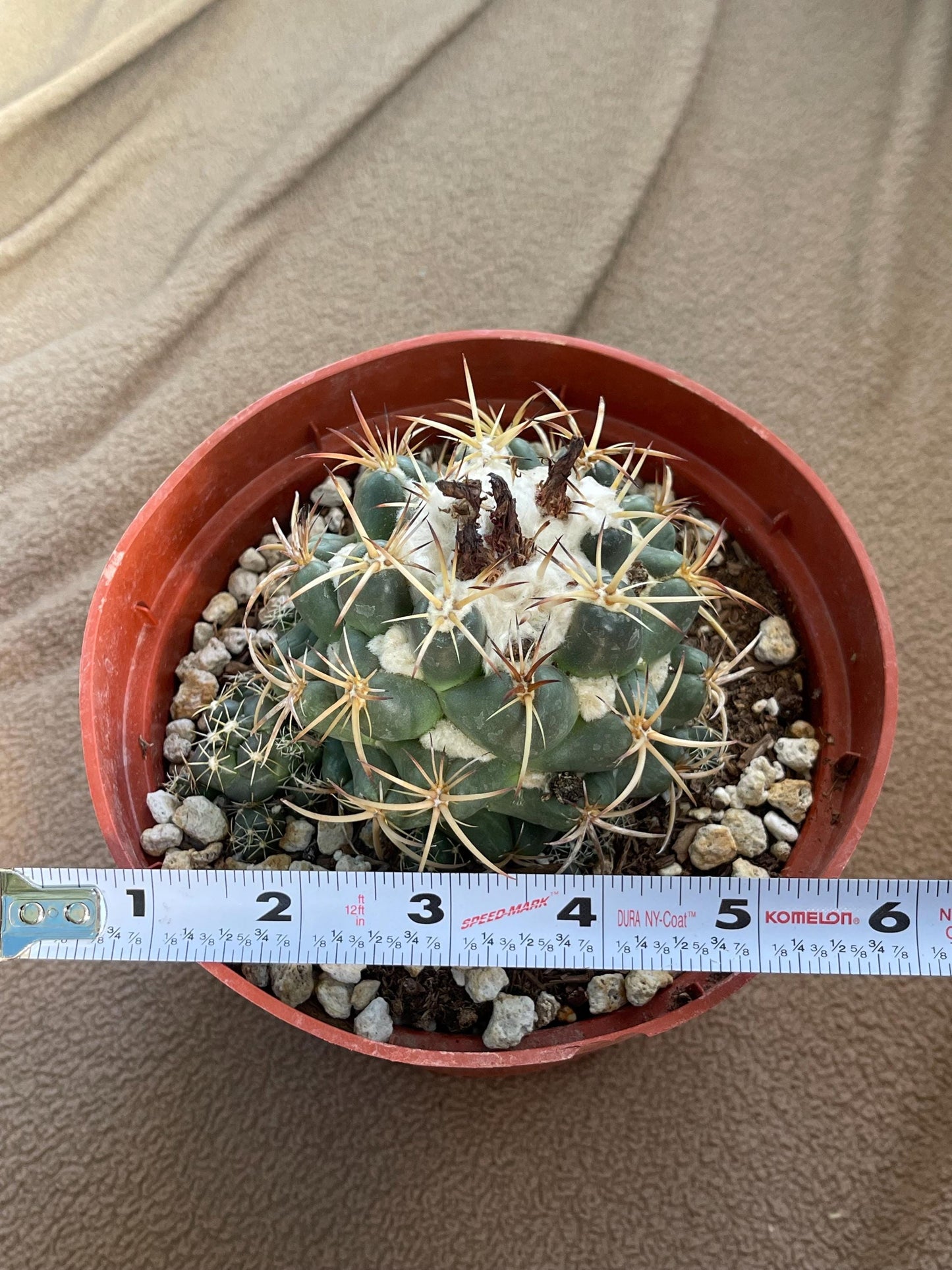 6” Coryphantha Elephantidens | Live Cactus