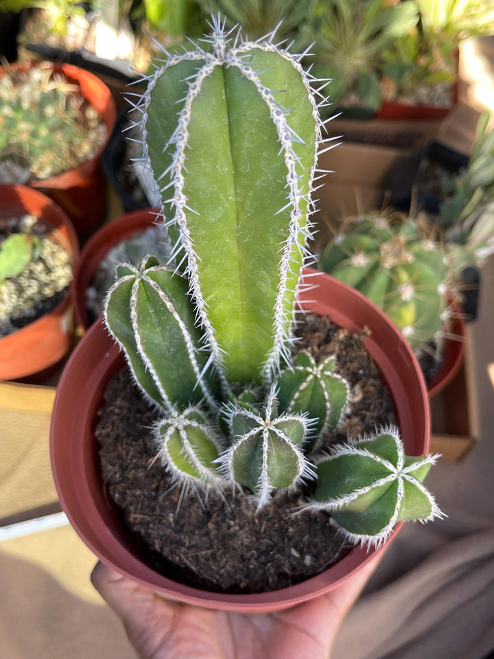 Mexican Fence Post | Live Cactus | Live Plant