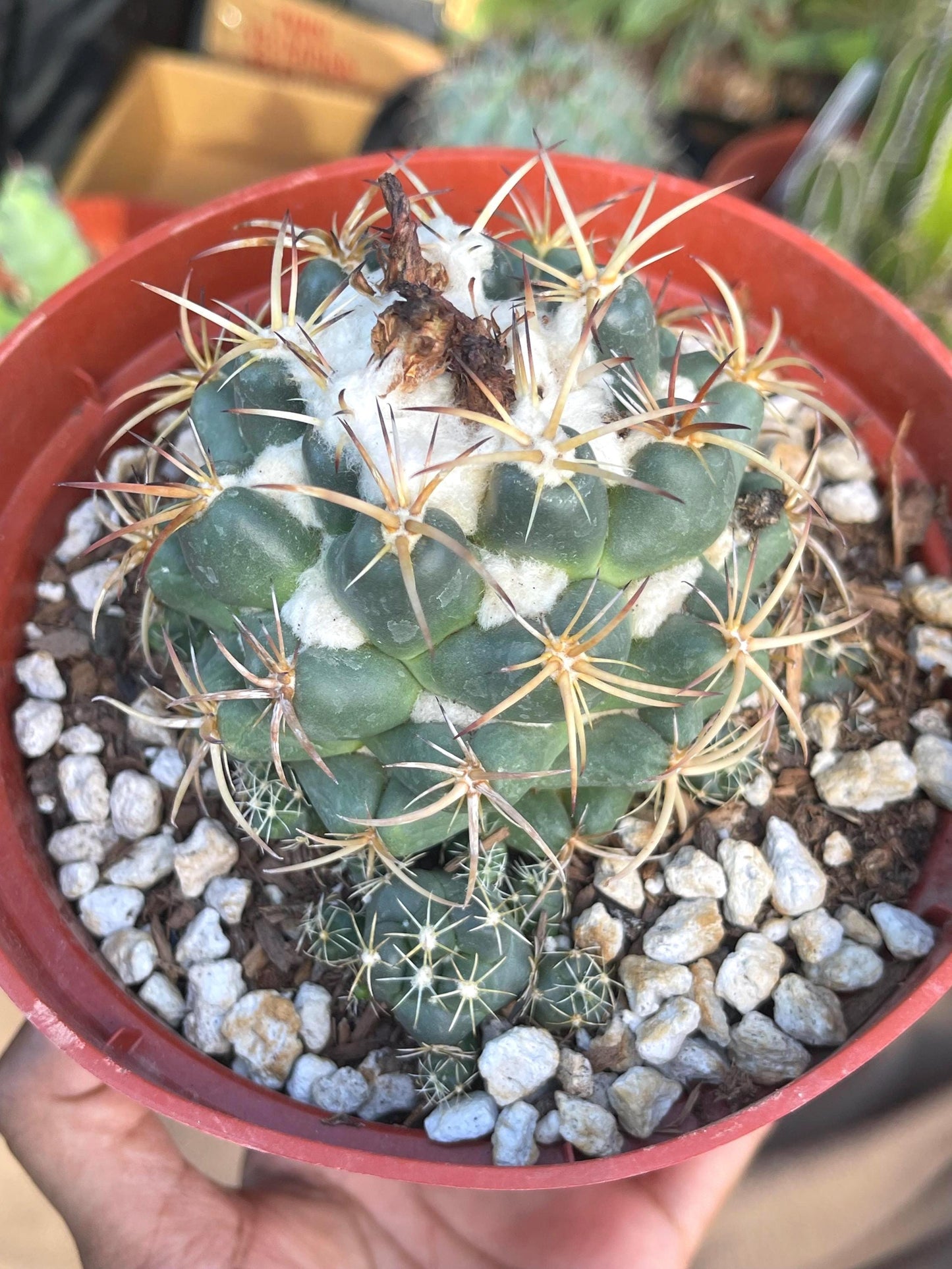 6” Coryphantha Elephantidens | Live Cactus