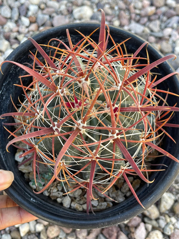 Ferocactus Acanthodes | Candy Barrel Cactus