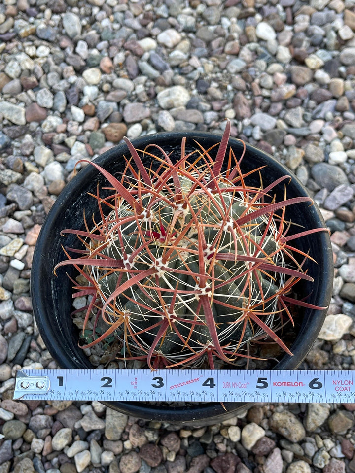 Ferocactus Acanthodes | Candy Barrel Cactus