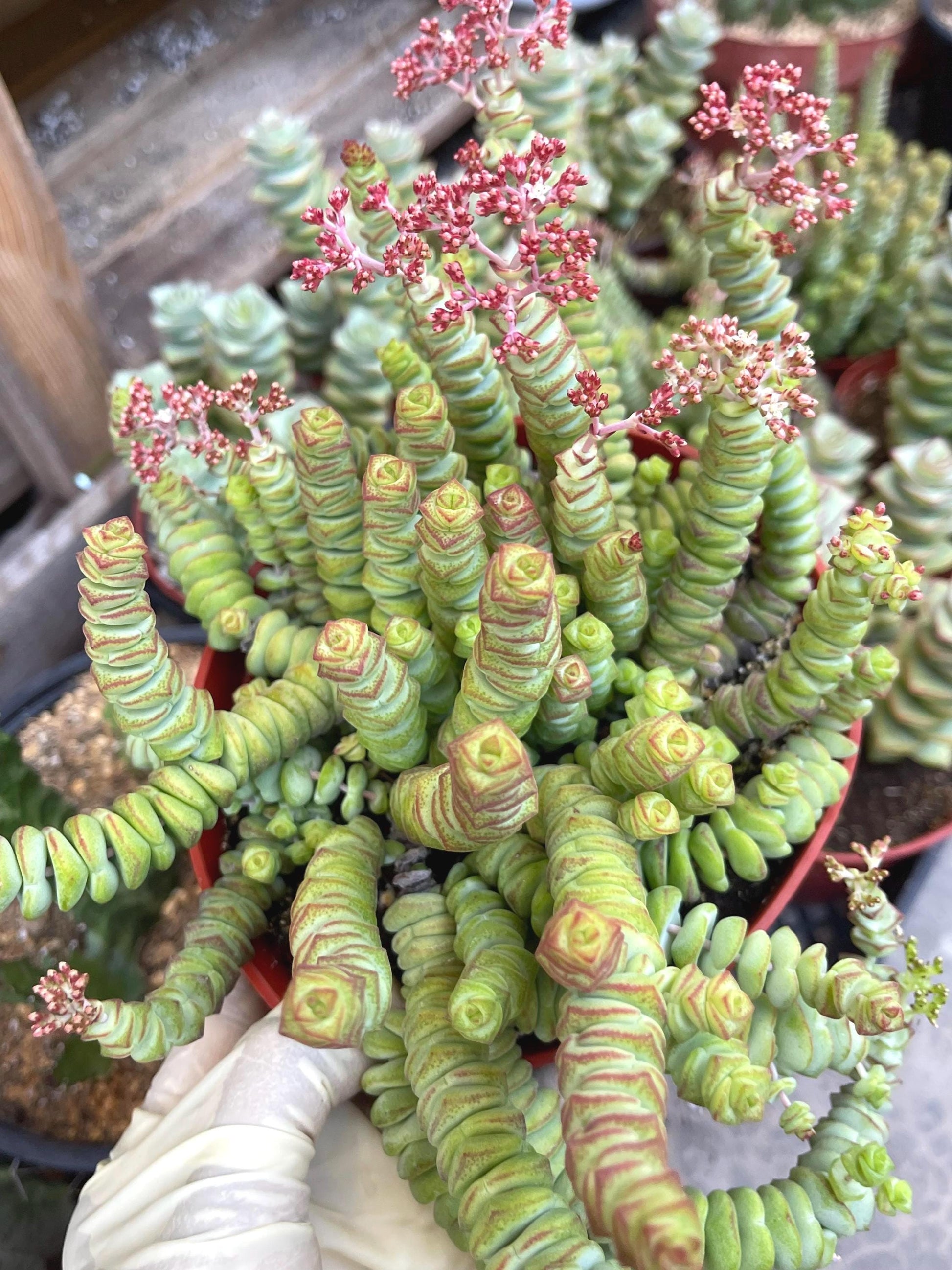 Crassula Baby Necklace | Live Succulent