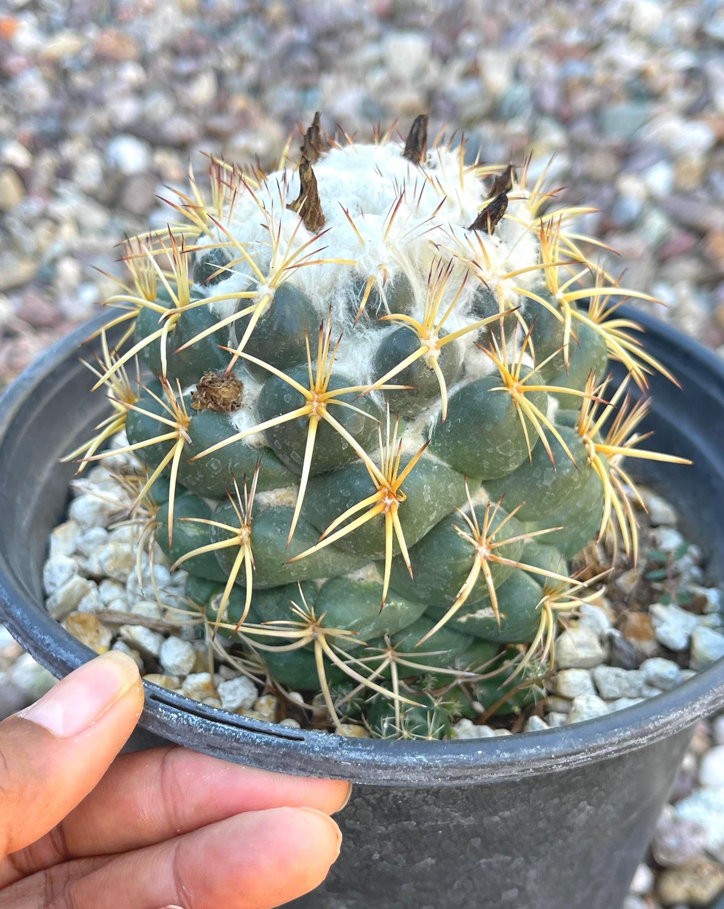 6” Coryphantha Elephantidens | Live Cactus