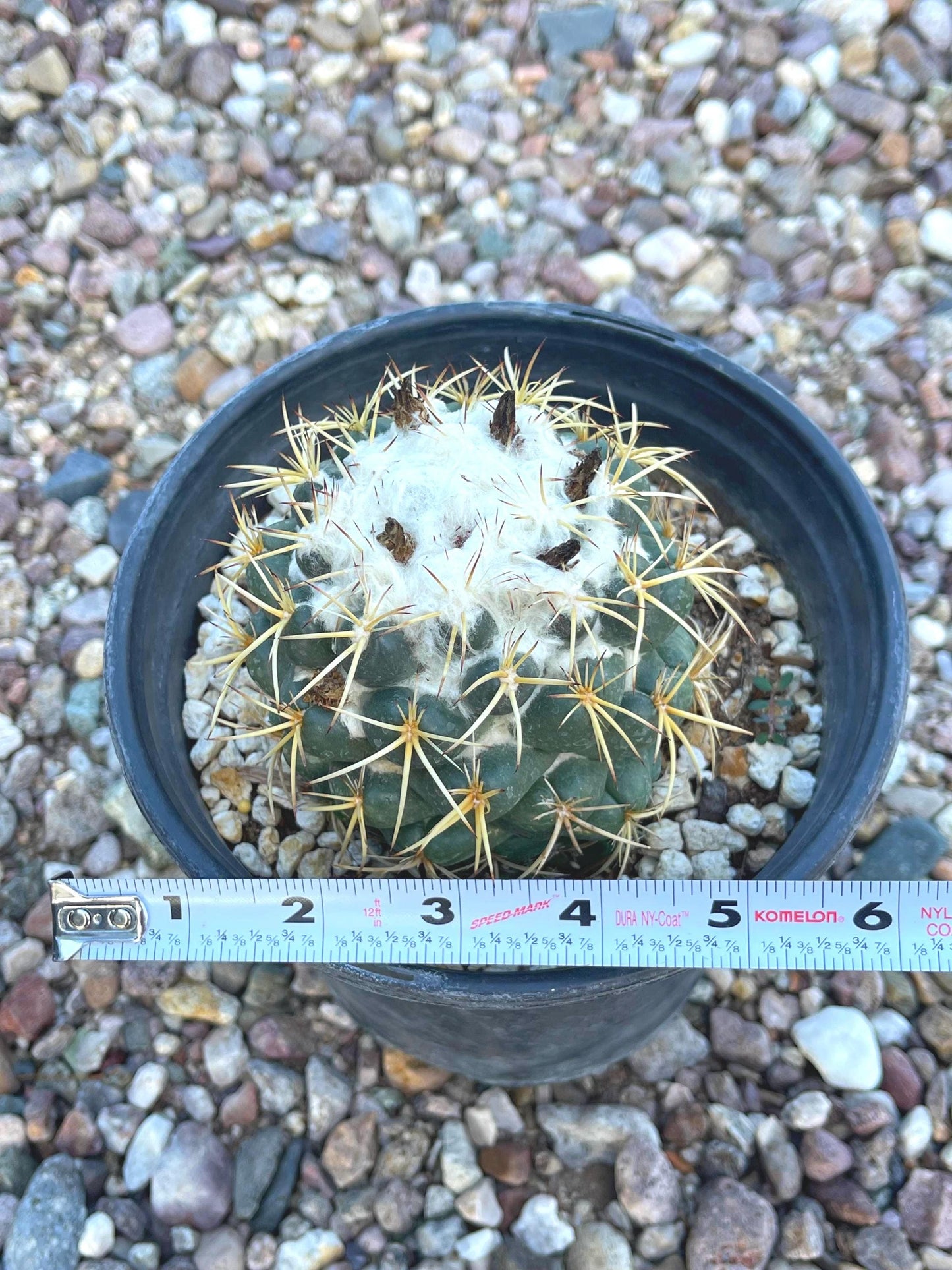 6” Coryphantha Elephantidens | Live Cactus