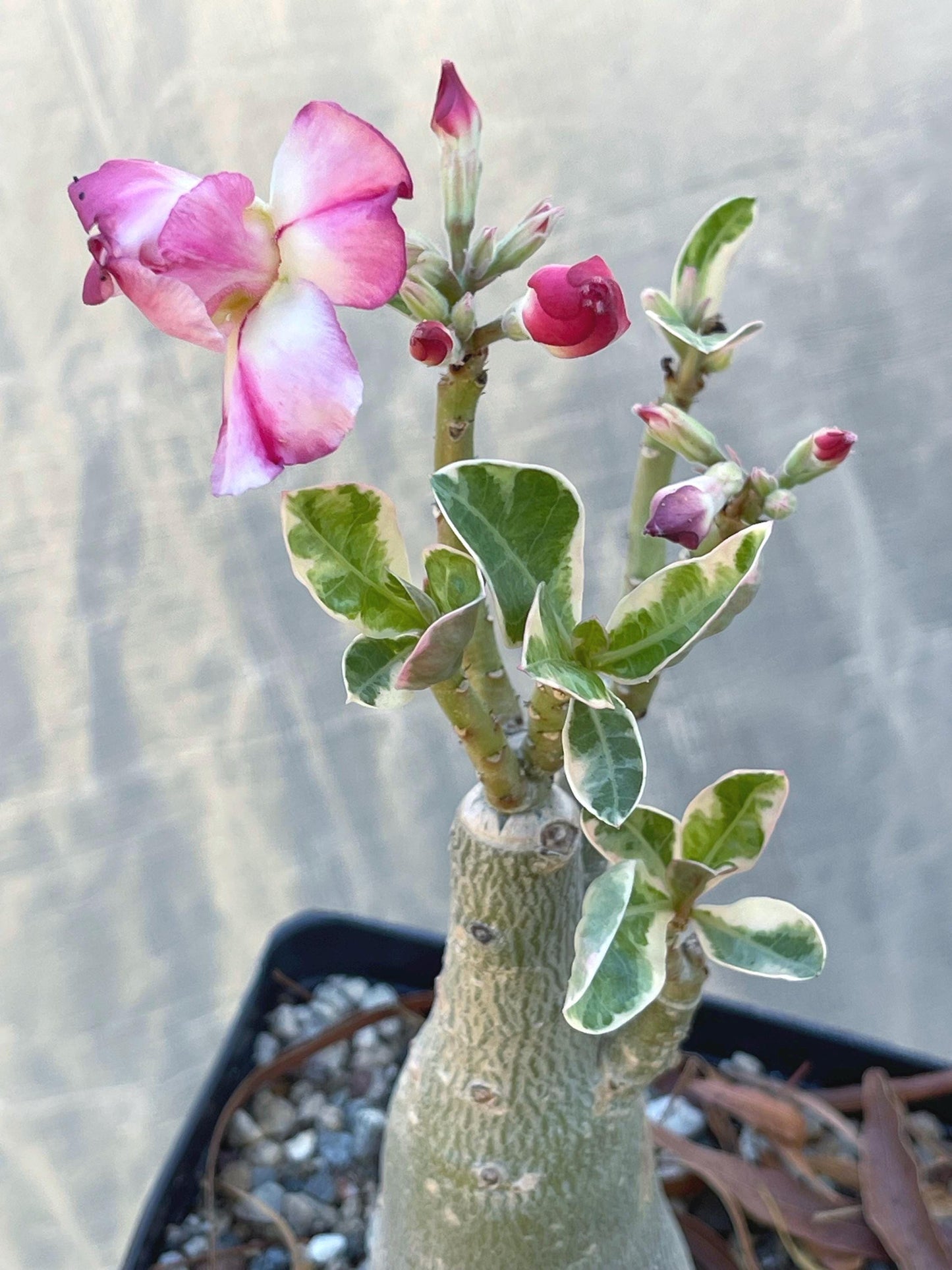 Adenium Obesum | Live plant | Desert Rose