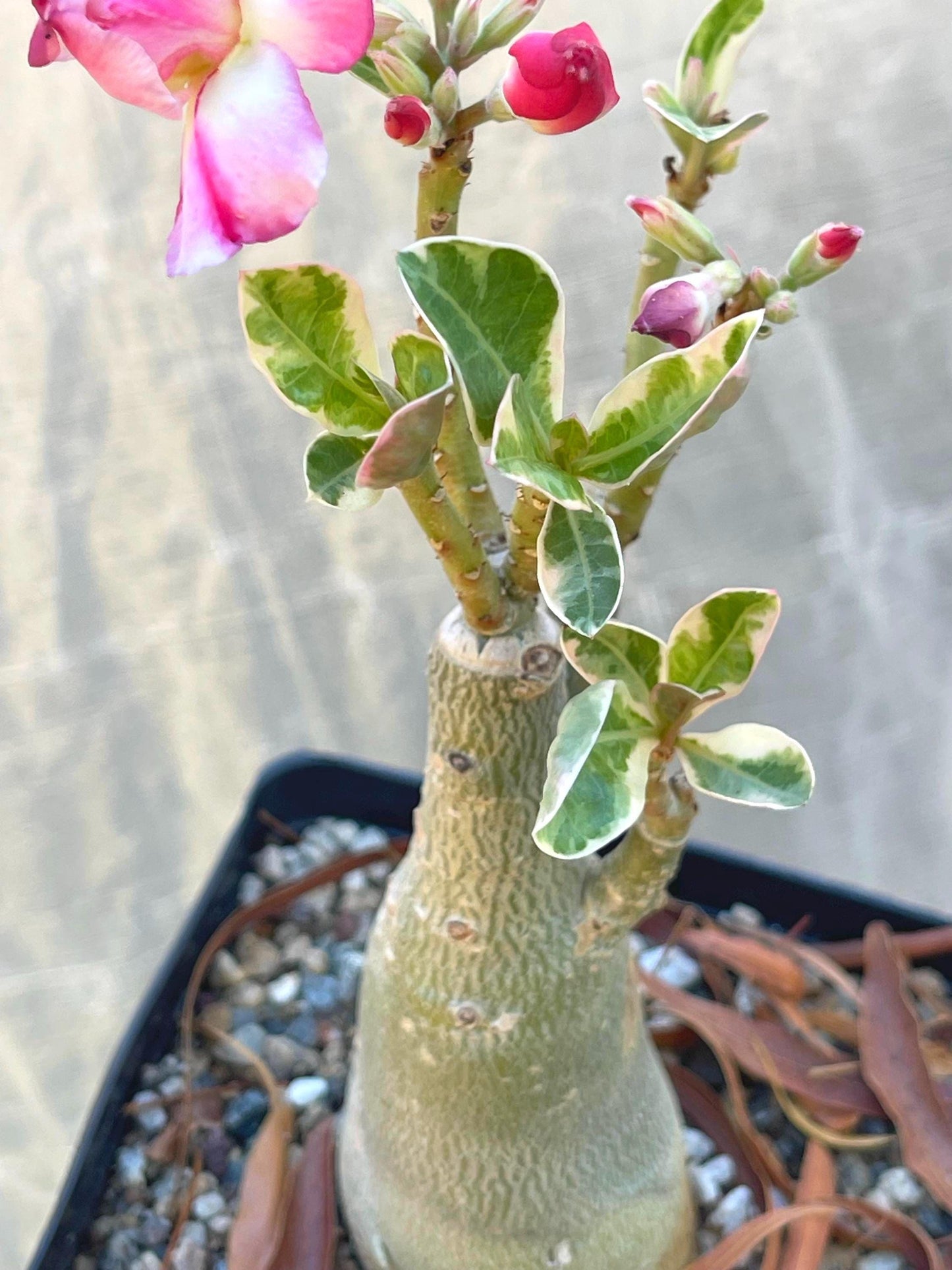 Adenium Obesum | Live plant | Desert Rose