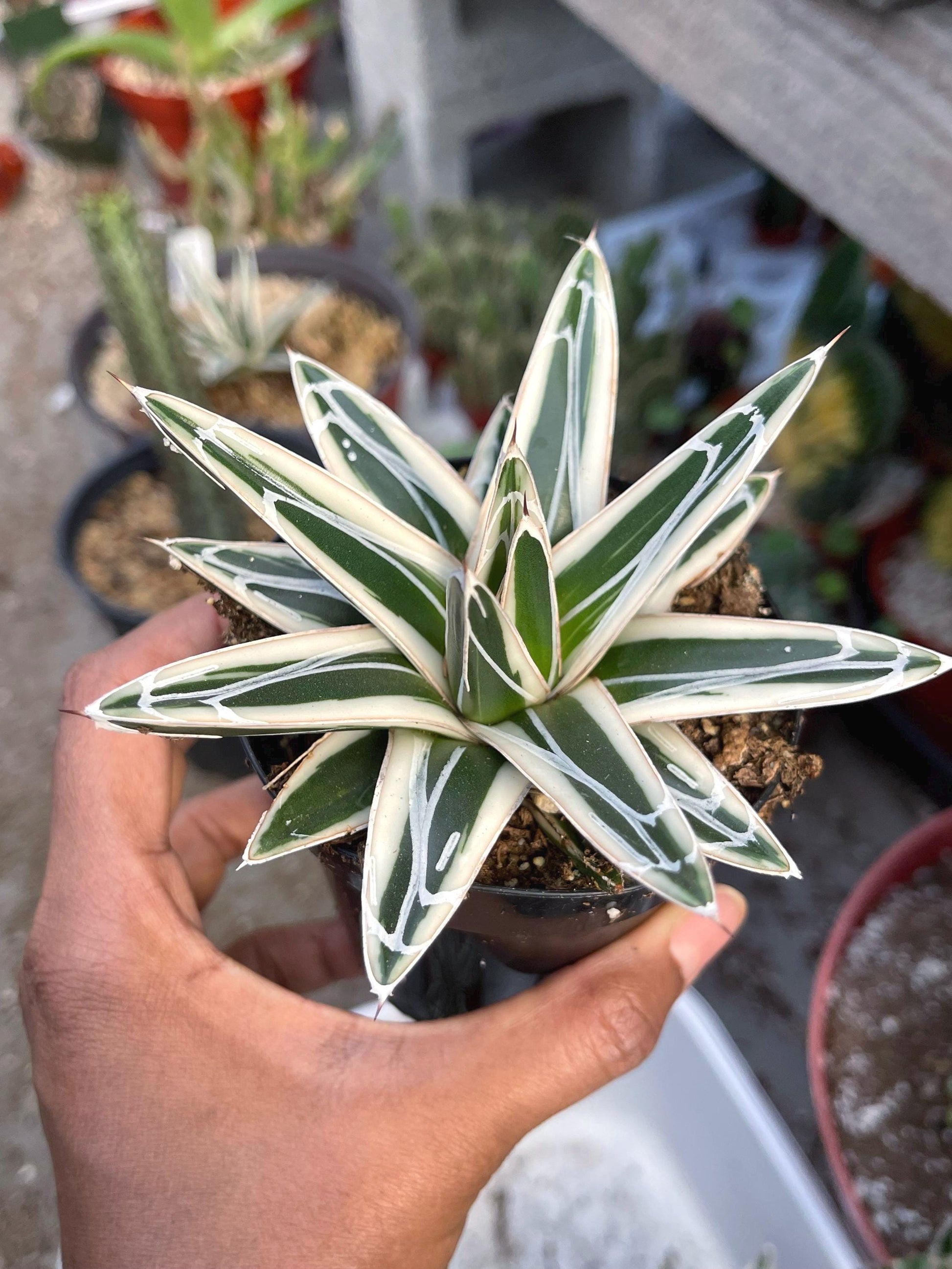 Agave White Rhino w/pup | Live Plant | Live Agave