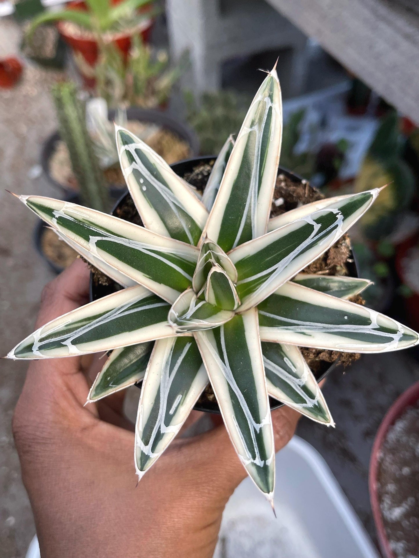 Agave White Rhino w/pup | Live Plant | Live Agave