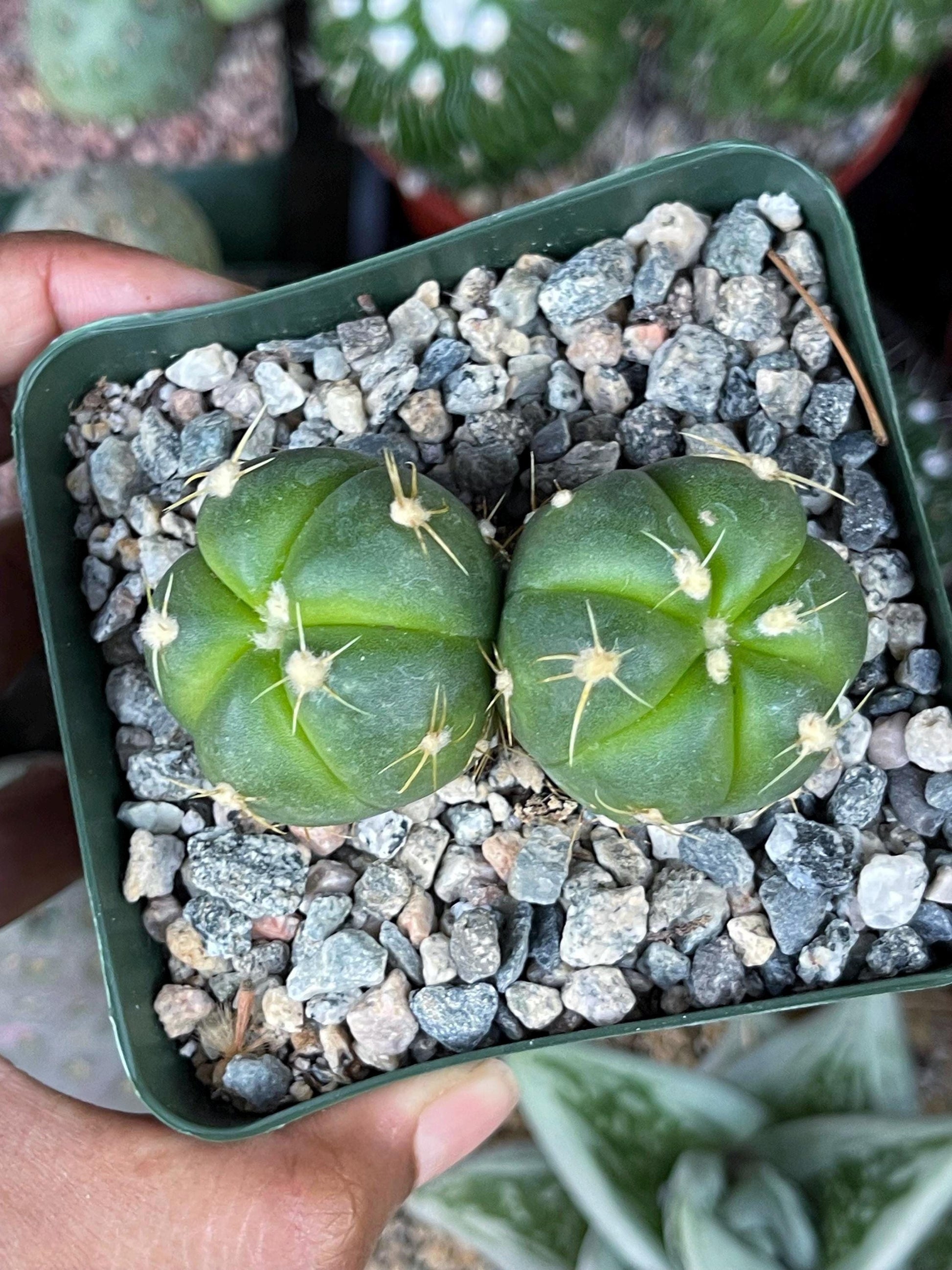 Gymnocalycium horstii with pups | Rare Cactus | Live Plant