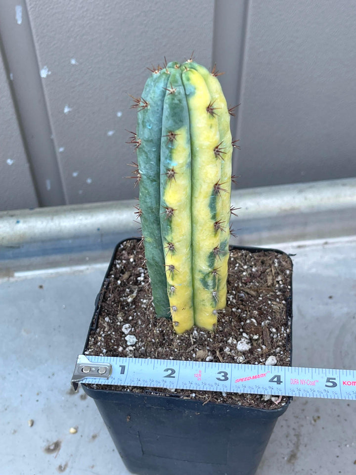 Variegated Cactus | Live Cactus | Live Plant | Rare Plant