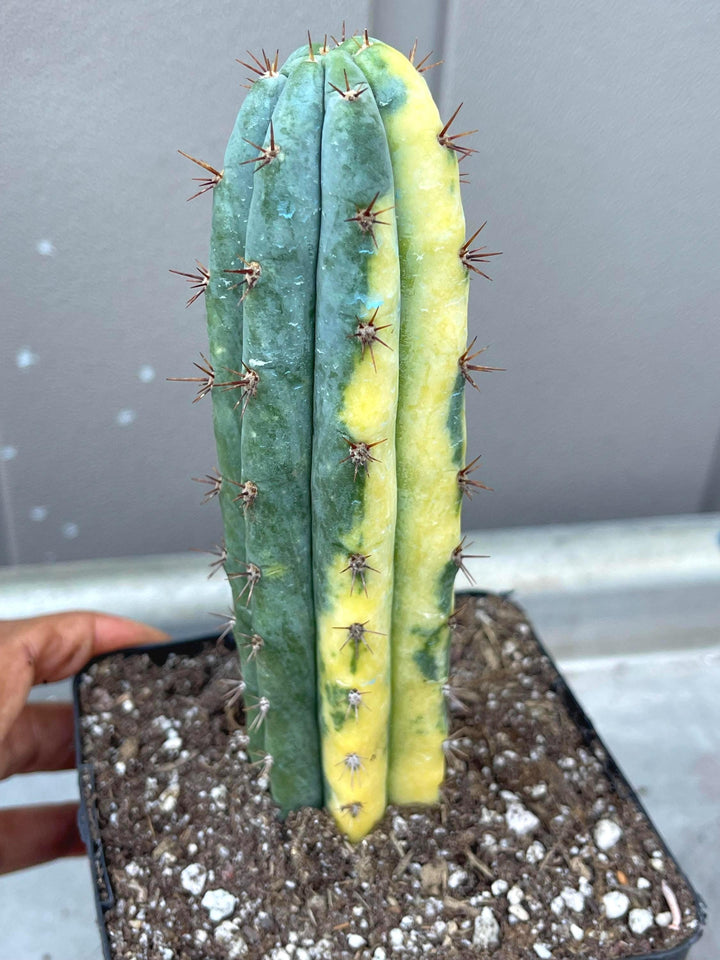 Variegated Cactus | Live Cactus | Live Plant | Rare Plant