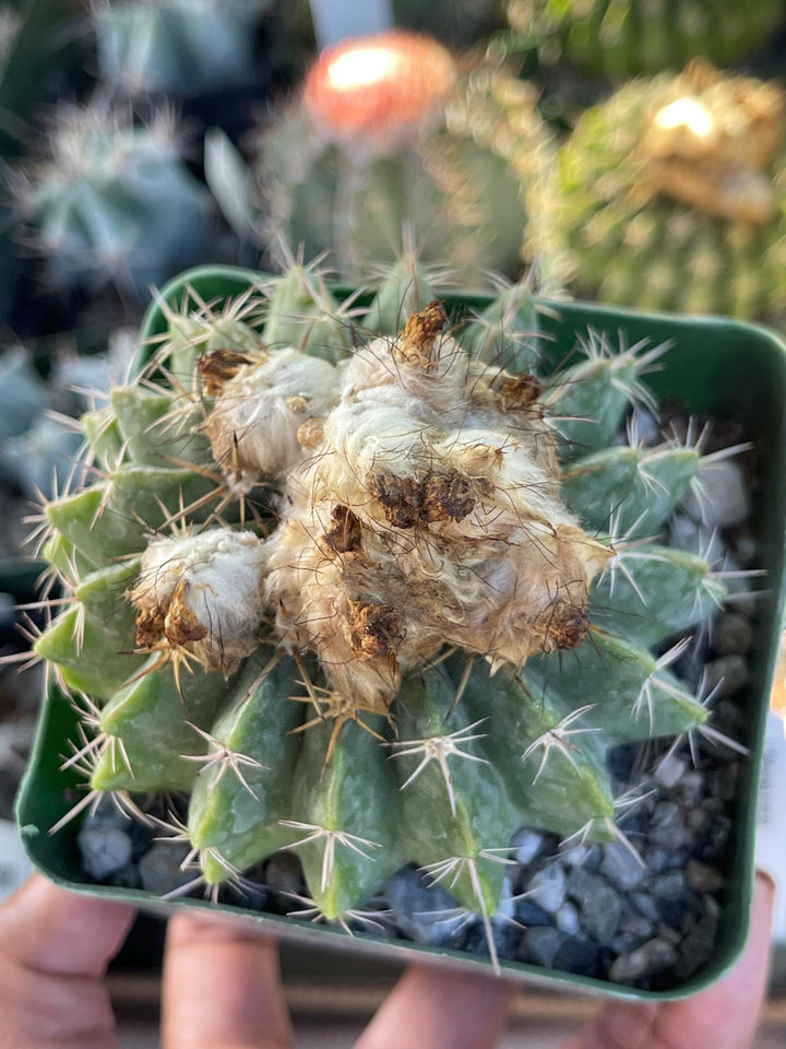 Wigginsia Erinacea | Live Cactus | Rare Cactus