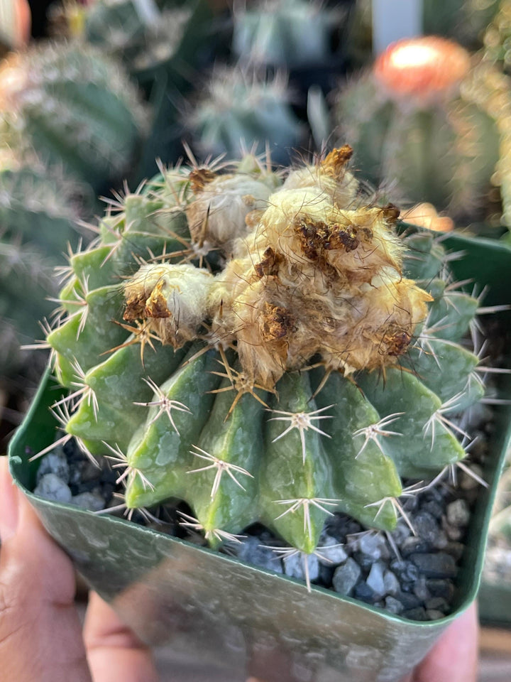 Wigginsia Erinacea | Live Cactus | Rare Cactus