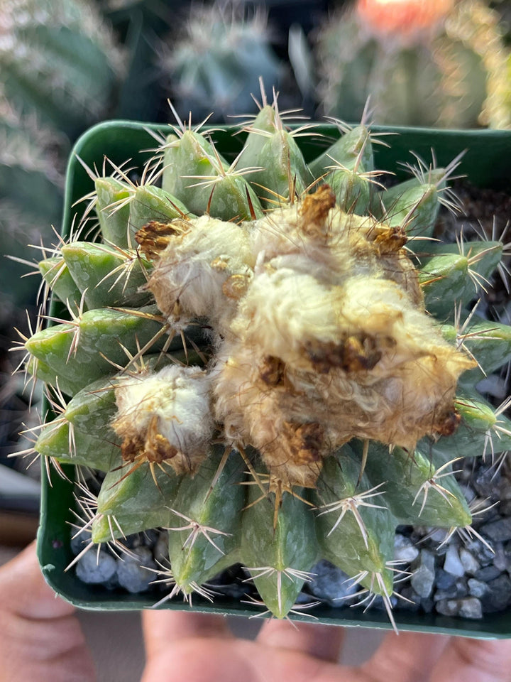 Wigginsia Erinacea | Live Cactus | Rare Cactus