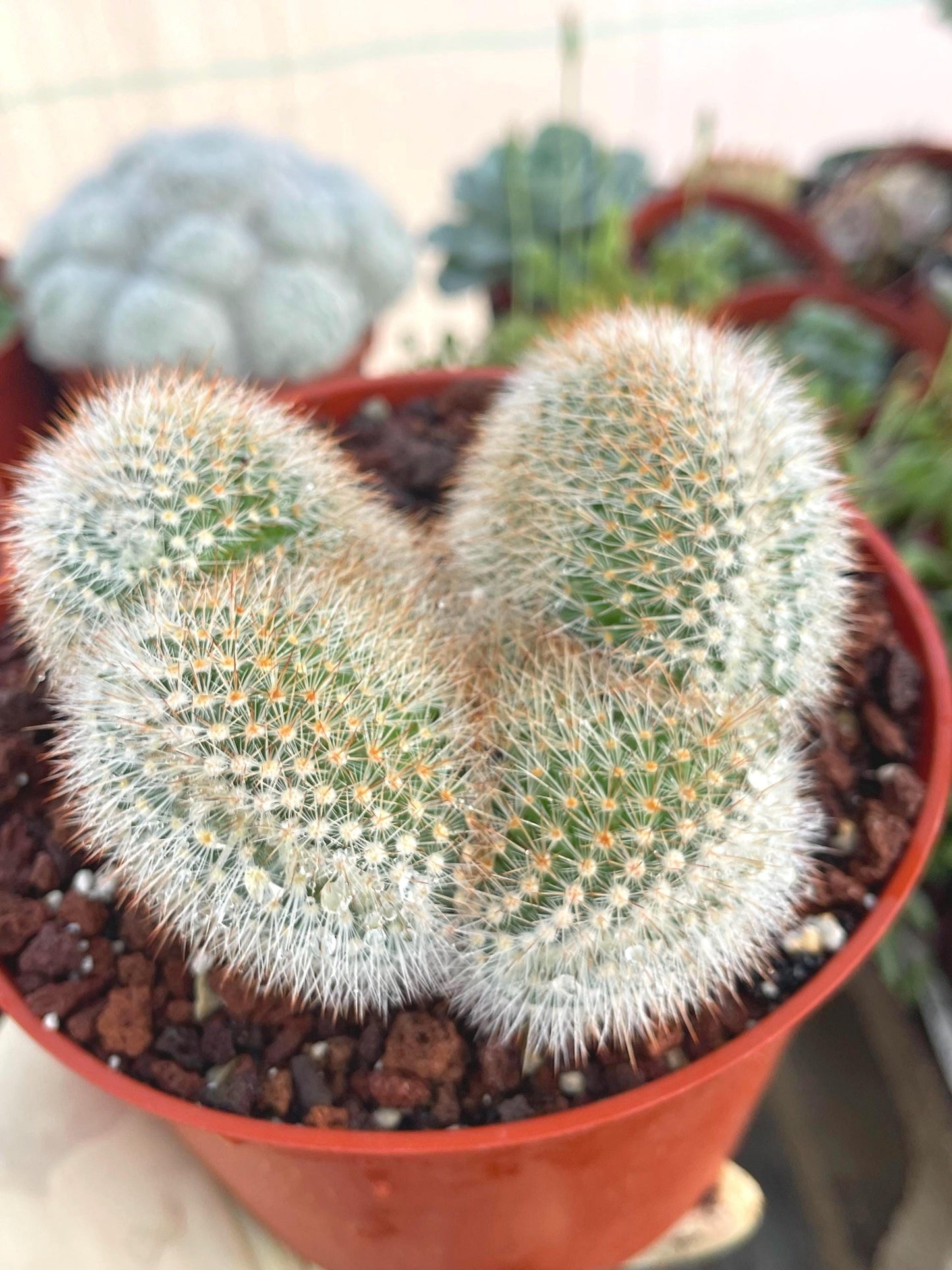 Crested Mammillaria | Rare Cactus | Live Plant