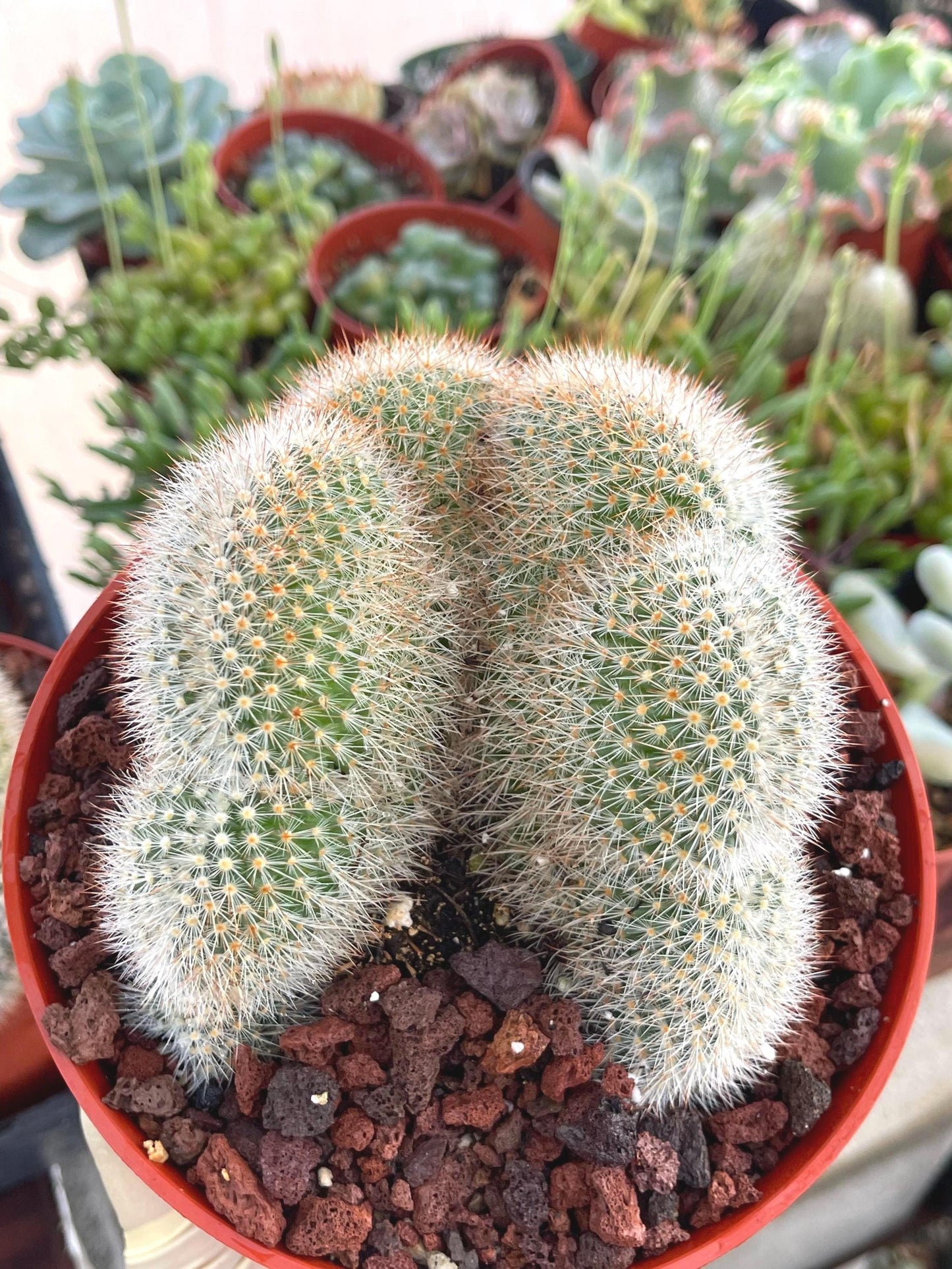 Crested Mammillaria | Rare Cactus | Live Plant