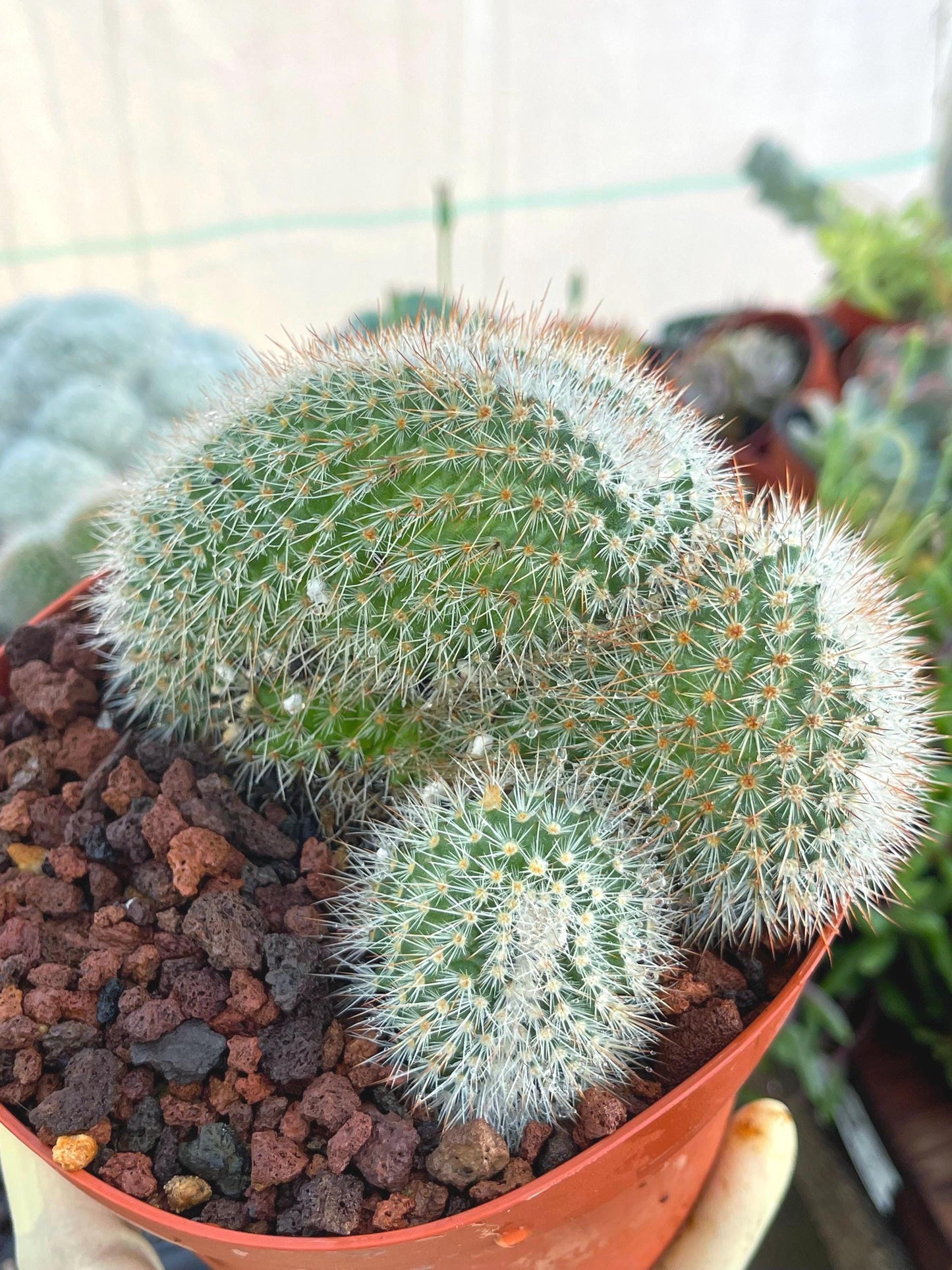 Crested Mammillaria | Rare Cactus | Live Plant