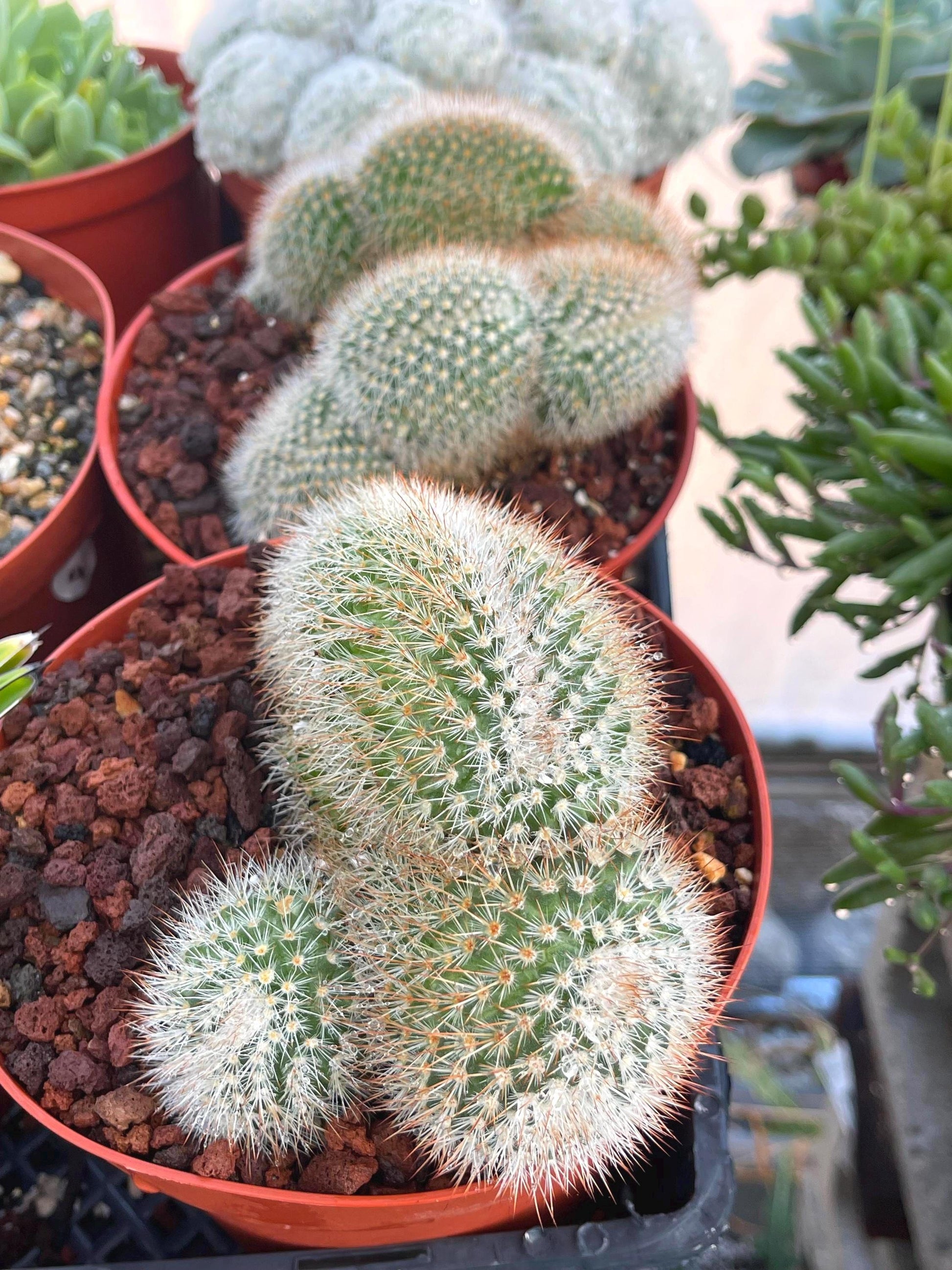 Crested Mammillaria | Rare Cactus | Live Plant