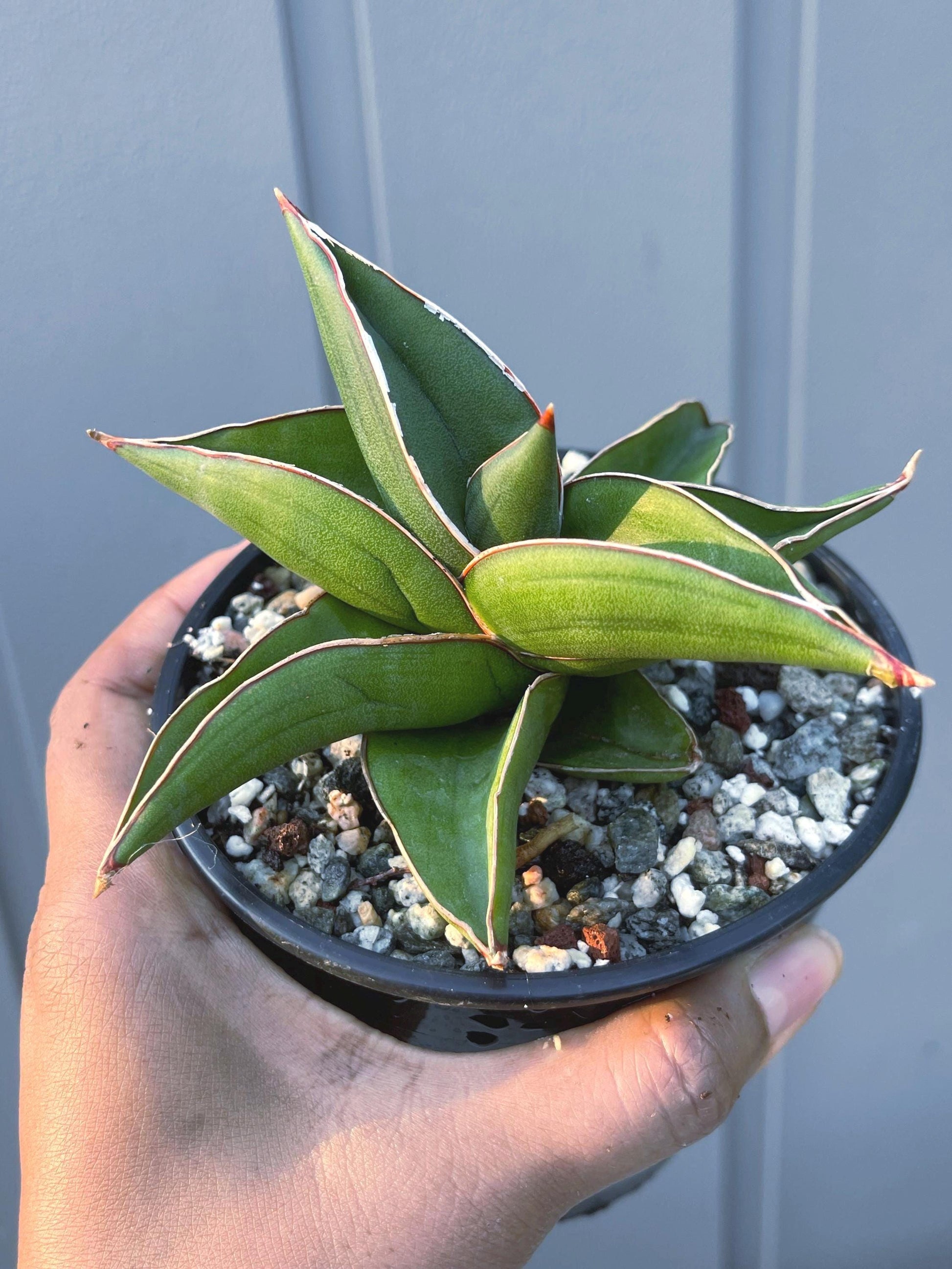 Sansevieria Samurai Dwarf Beautiful Rare Cactus | Live Plant | Live Cactus