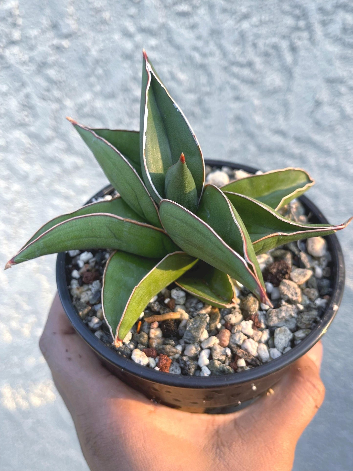 Sansevieria Samurai Dwarf Beautiful Rare Cactus | Live Plant | Live Cactus