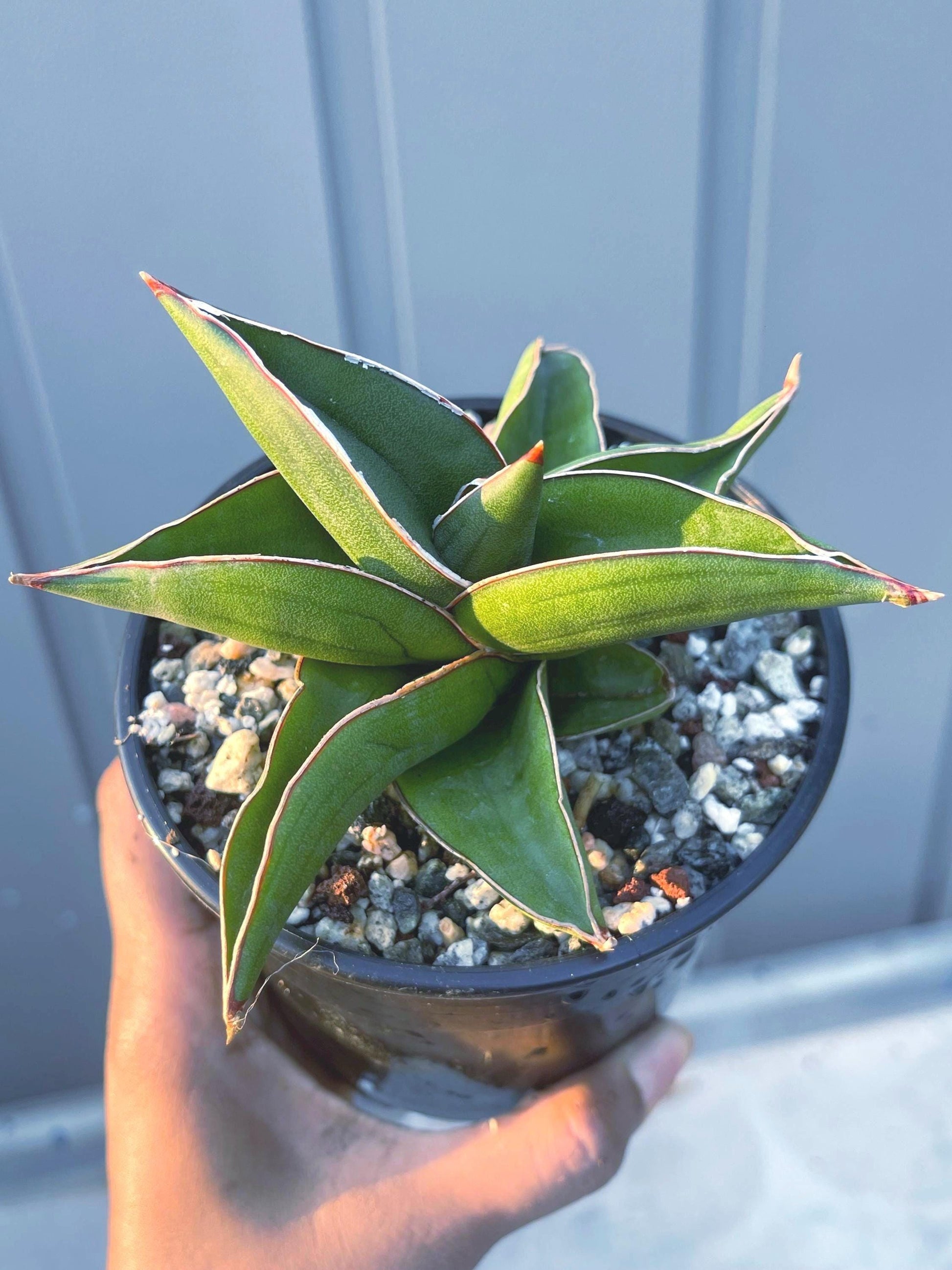 Sansevieria Samurai Dwarf Beautiful Rare Cactus | Live Plant | Live Cactus