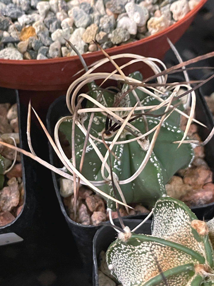 Busy spines Astrophytum Capricorne | Live Cactus