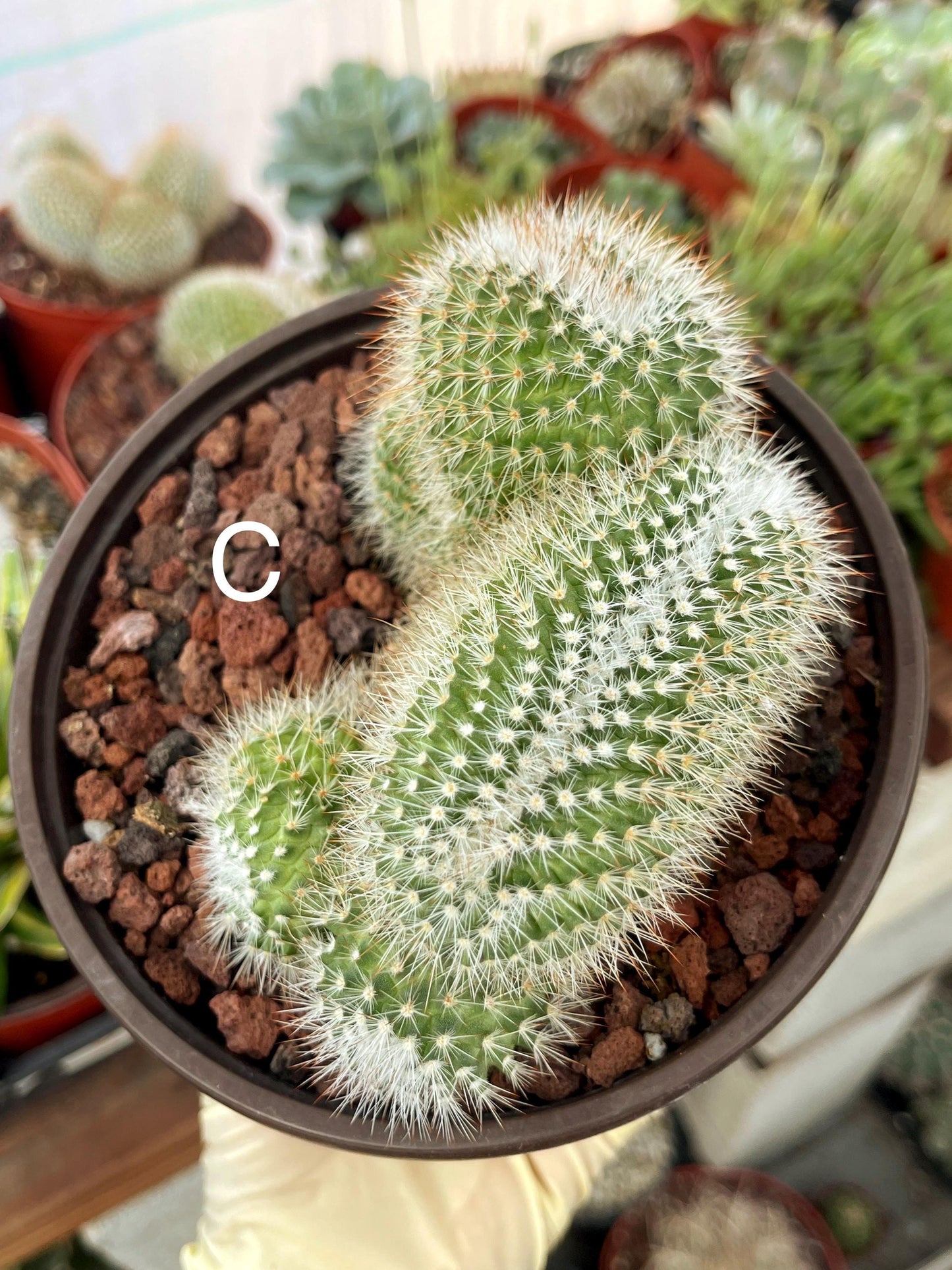 Crested Mammillaria | Rare Cactus | Live Plant