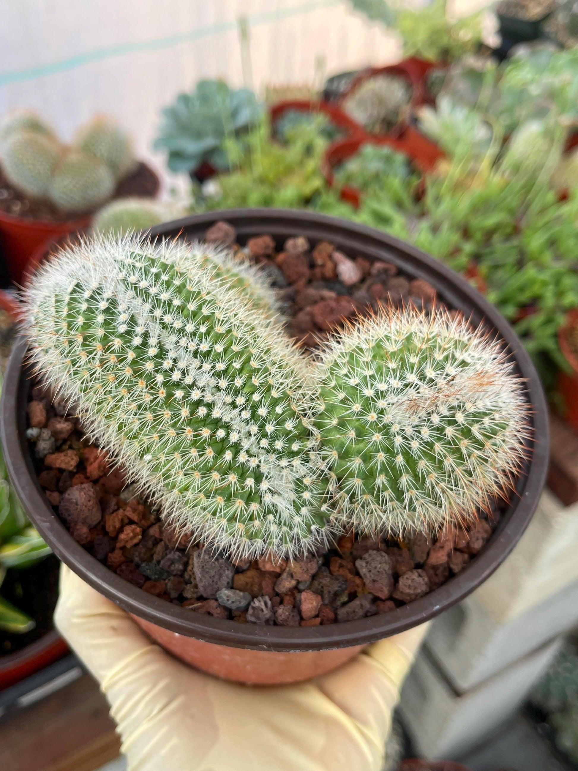 Crested Mammillaria | Rare Cactus | Live Plant