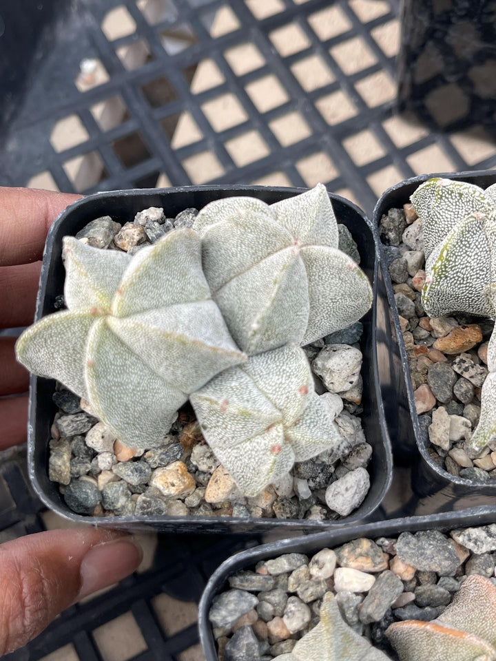 2.5 Astrophytum | Live Cactus | Live Plant