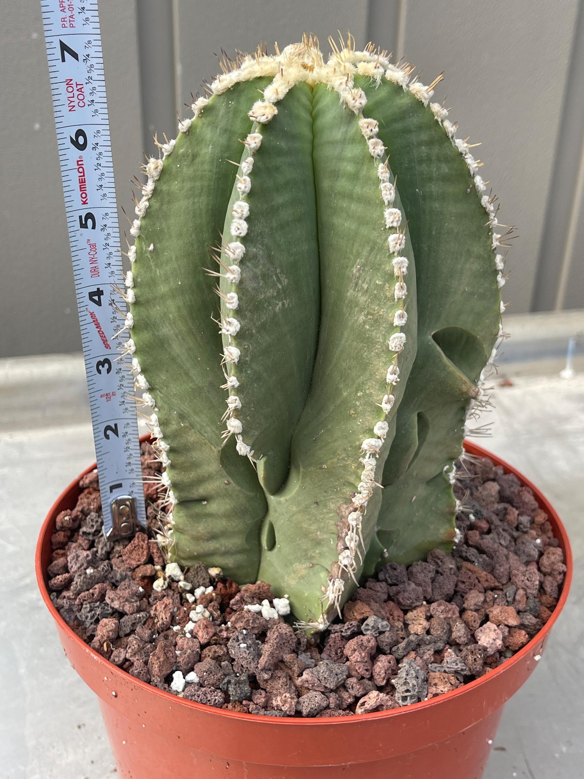 Large Astrophytum Nudum | Rare Cactus | Live Plant