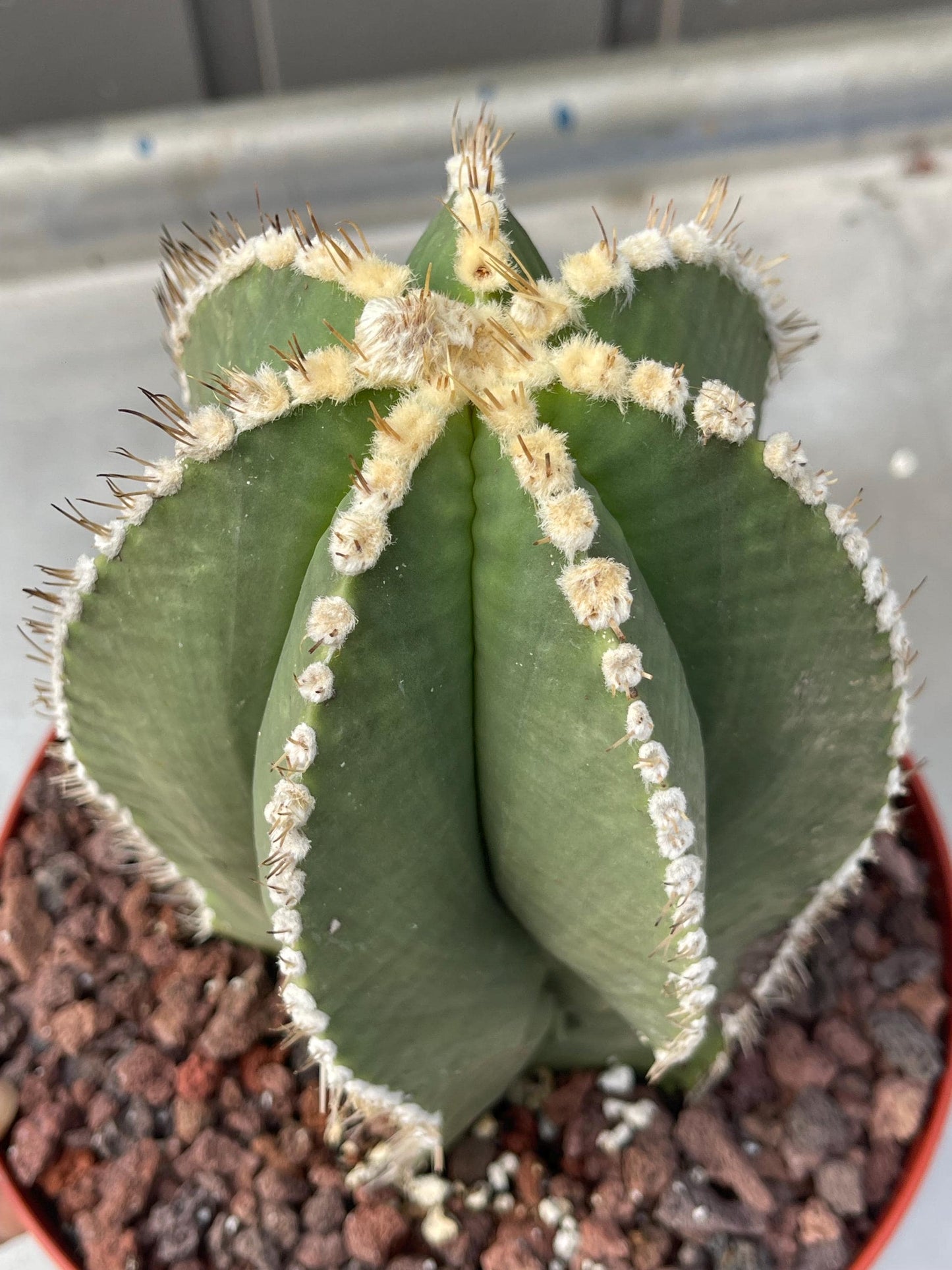 Large Astrophytum Nudum | Rare Cactus | Live Plant